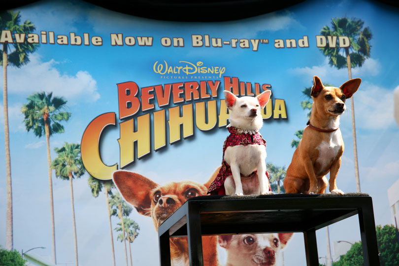 Bolt/Beverly Hills Chihuahua